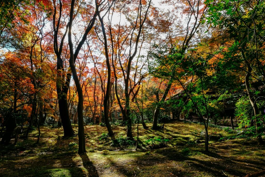 Peaceful woodland with autumn trees and sunlight filtering through the forest.